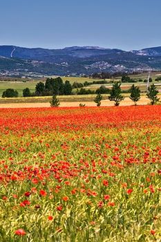 Almudi.org - Un mal caminar 