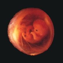 Almudi.org - 