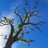 Almudi.org - 