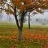 Almudi.org - 