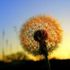 Almudi.org - 