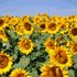 Almudi.org - 