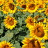 Almudi.org - 
