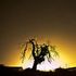 Almudi.org - 