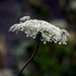 Almudi.org - 