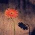 Almudi.org - 