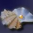 Almudi.org - 