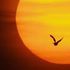 Almudi.org - 