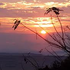 Almudi.org - 
