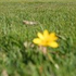 Almudi.org - 