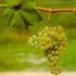Almudi.org - 