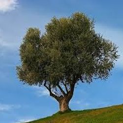 Almudi.org - El Papa explica por qué la Iglesia es Cuerpo de Cristo