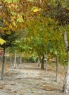 Almudi.org - 
