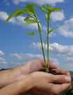 Almudi.org - Ecología