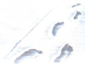 huellas en la nieve
