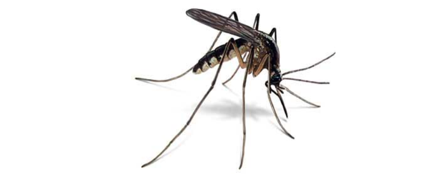 Mosquito.png