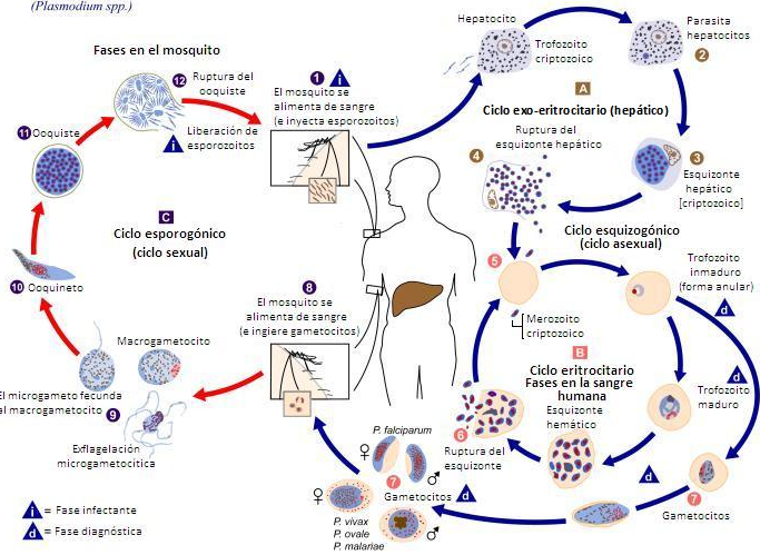 Plasmodium.png