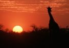 Almudi.org - Africa